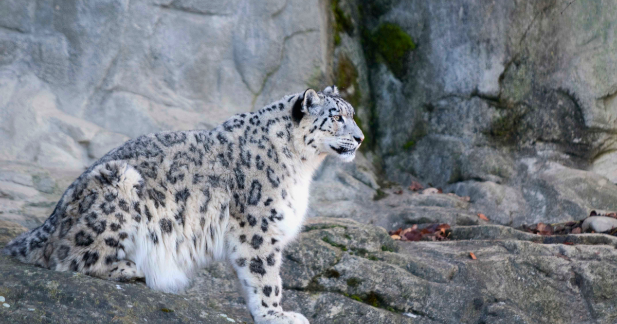 Snow Leopard in Nepal: The Guardian Spirits of the Himalayas